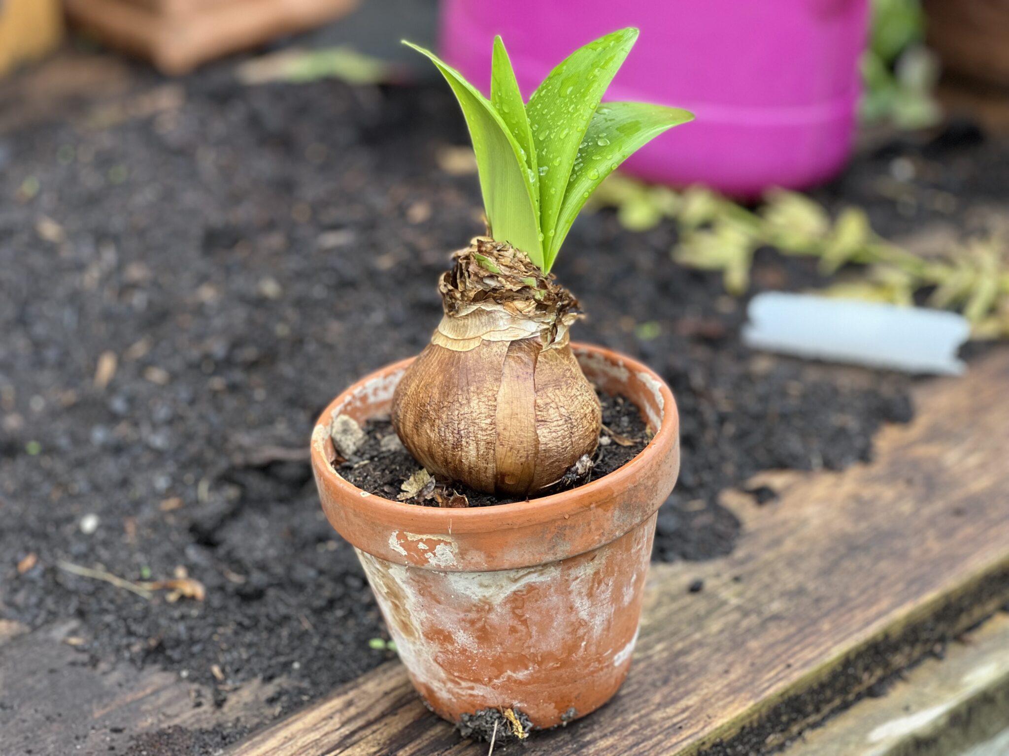 Was Macht Man Mit Einer Amaryllis Wenn Sie Verblüht Ist der-pflanzenarzt.de