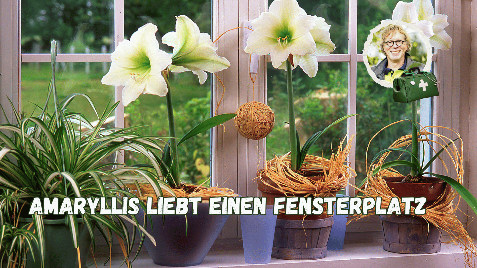 Was Macht Man Mit Einer Amaryllis Wenn Sie Verblüht Ist der-pflanzenarzt.de