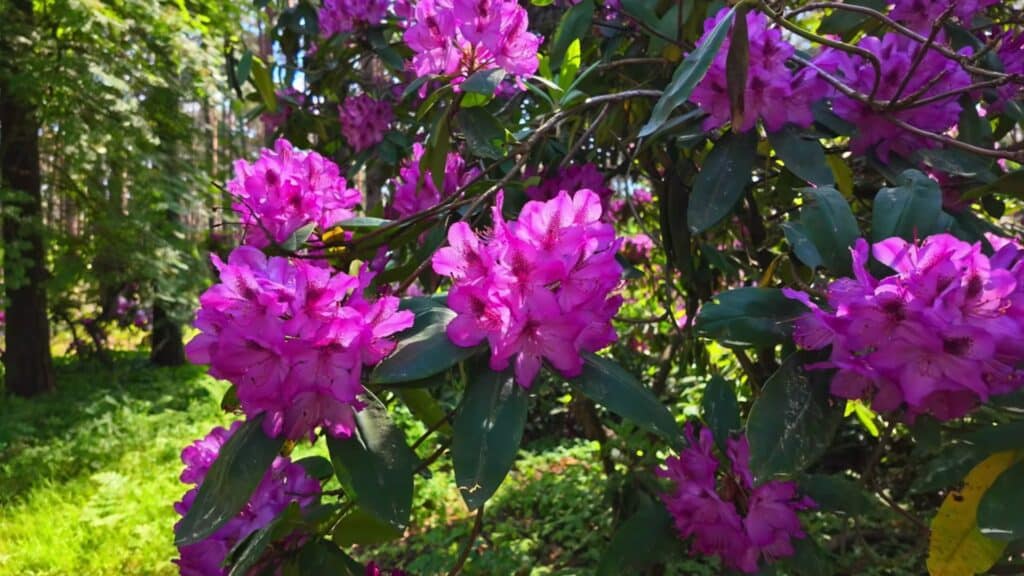 Rhododendron im Garten mit Blüte – bienenfreundlicher Zierstrauch vom Pflanzenarzt